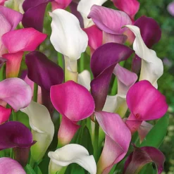 Calla Mischung (weiß + purpur + rosa) (x3) - Exotik in drei Farben