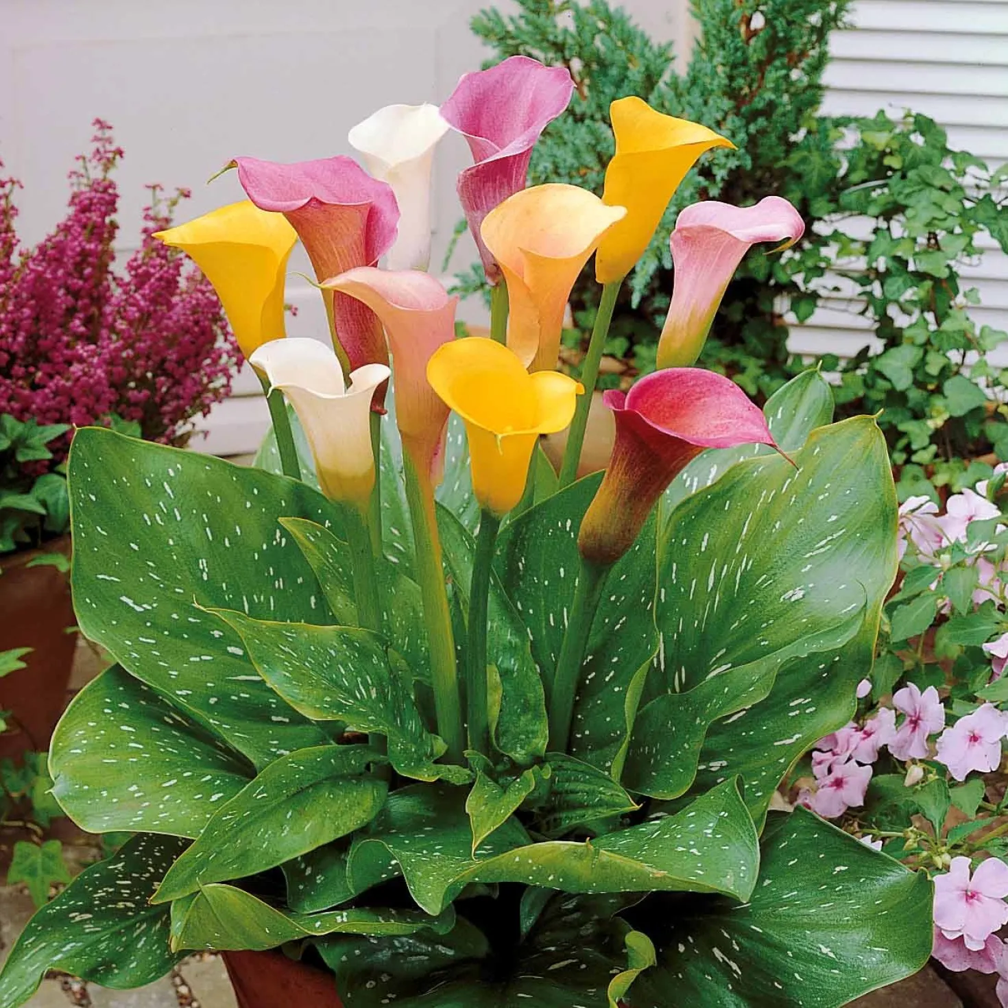 Calla Mischung Weiß/Rosa/Gelb (x3) - Elegante Blüten leicht gemacht