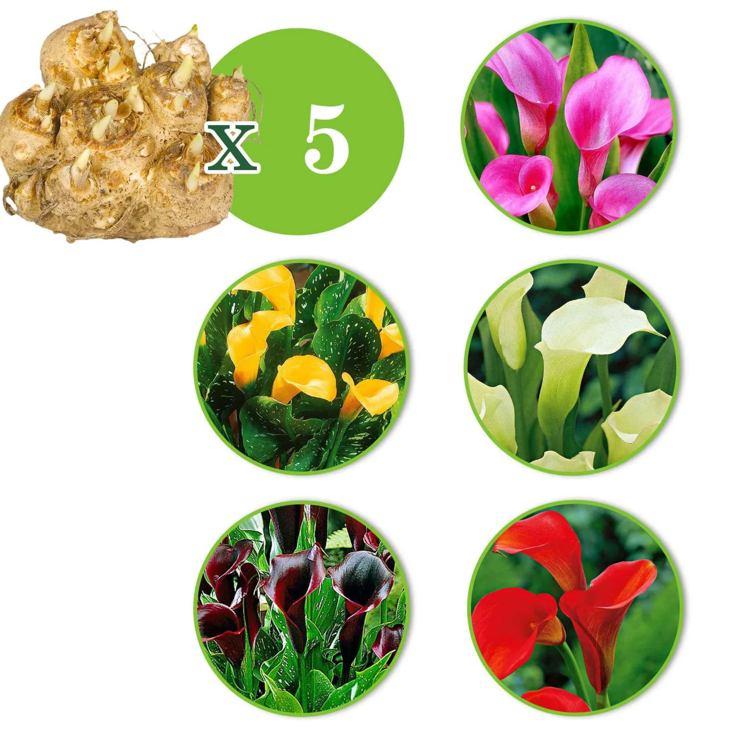 Calla Mischung (x5) - Farbenfrische in fünf Tönen