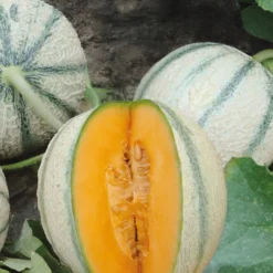 Cantaloupe-Melone ‘Artemis’ F1 - Süße Melonen frisch geerntet