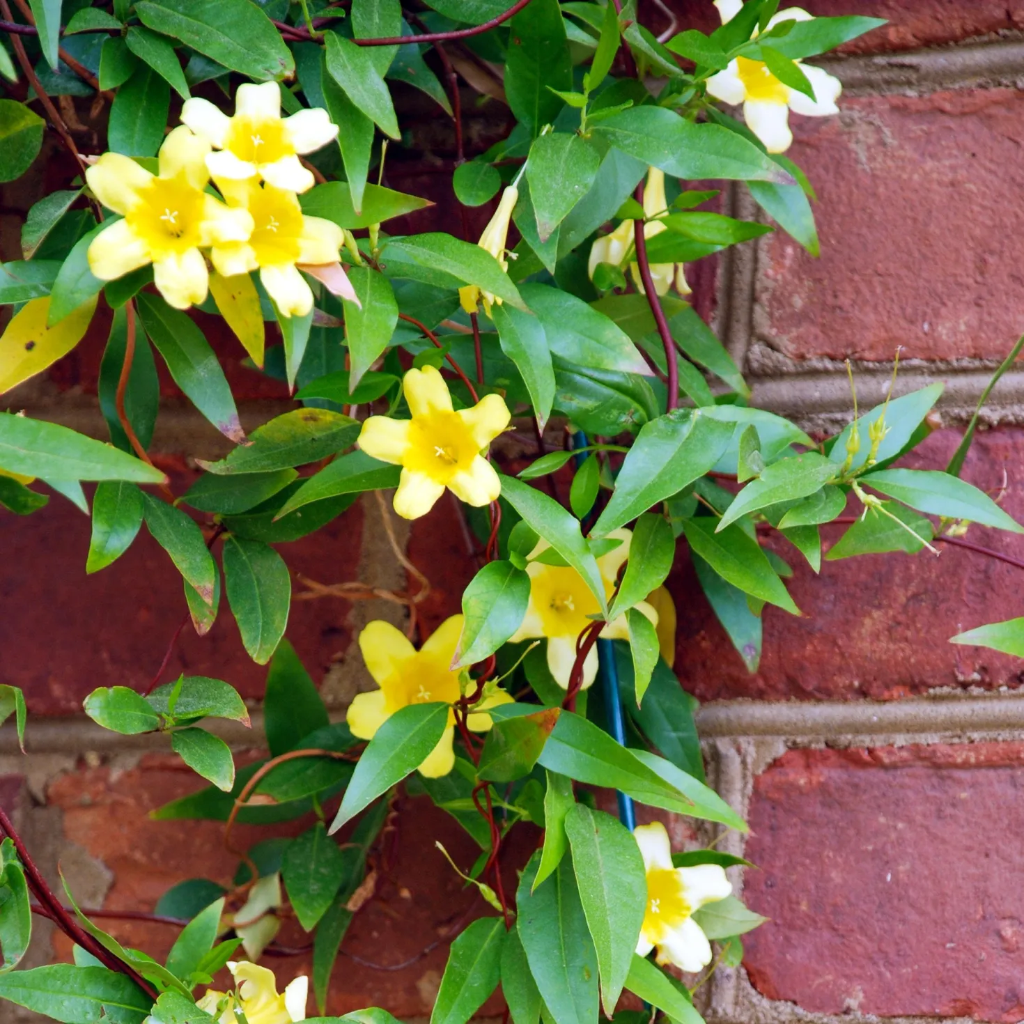 Carolina-Jasmin - Duftende gelbe Blütenwand