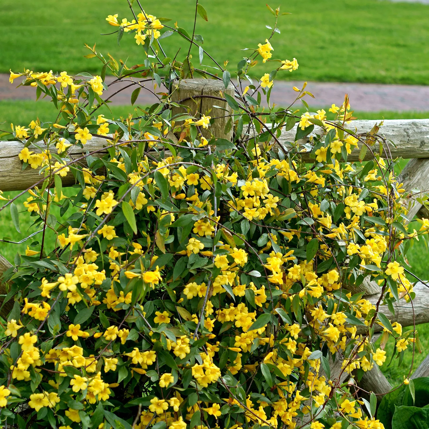 Carolina-Jasmin - Duftende gelbe Blütenwand