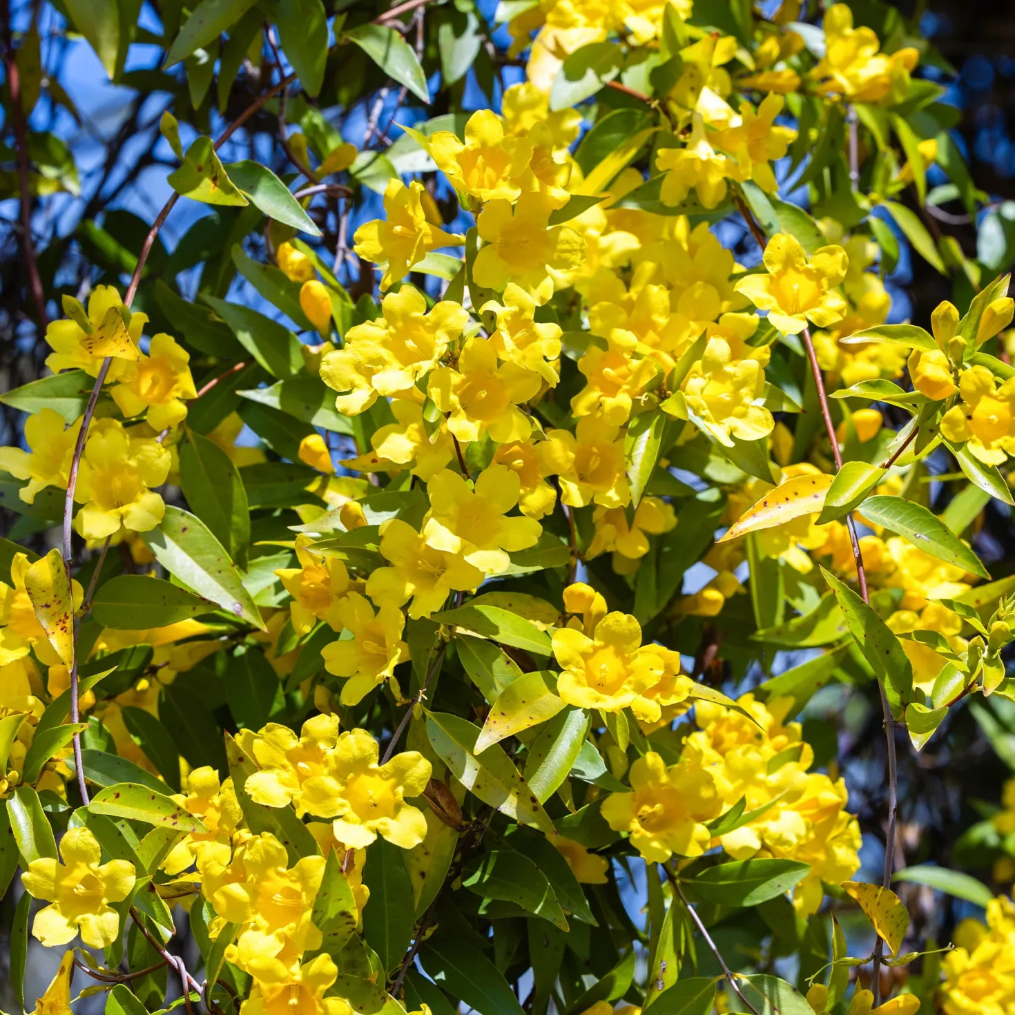 Carolina-Jasmin - Duftende gelbe Blütenwand