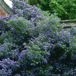 Ceanothus 'Autumnal Blue' - Blaue Blüten bis Oktober