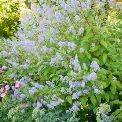 Ceanothus ‘Gloire de Versailles’ - Blaue Wolke im Sommer