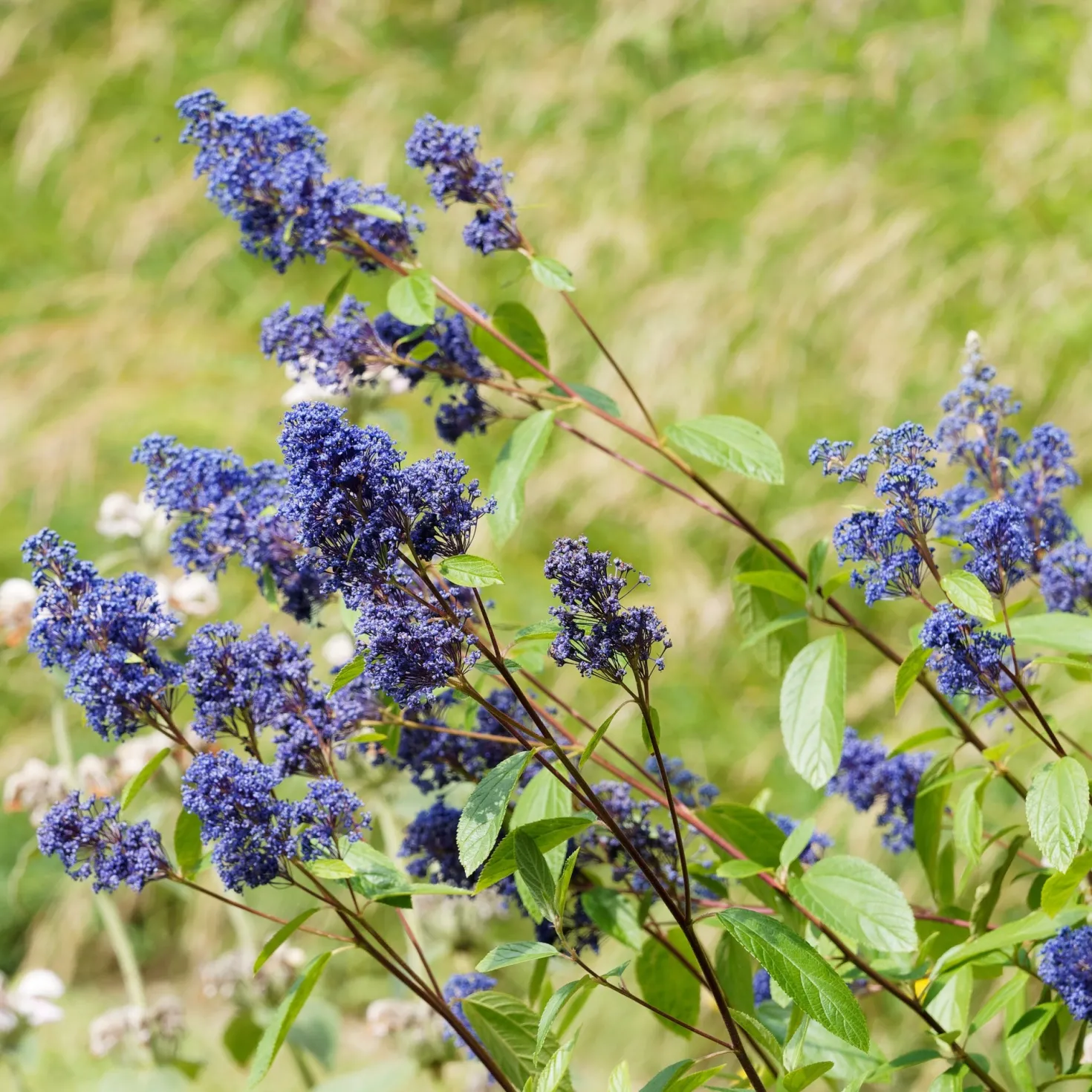 Ceanothus ‘Gloire de Versailles’ - Blaue Wolke im Sommer