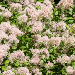 Ceanothus-Sammlung (x2) - Tiefblau, blühfreudig