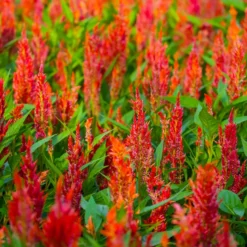 Celosie Orange - Feurige Farbe sofort