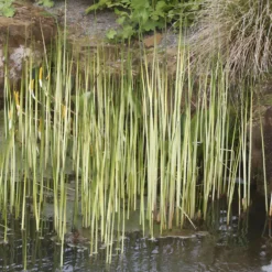 Chaisier-Binse Albescens - Klare Streifen am Teichrand