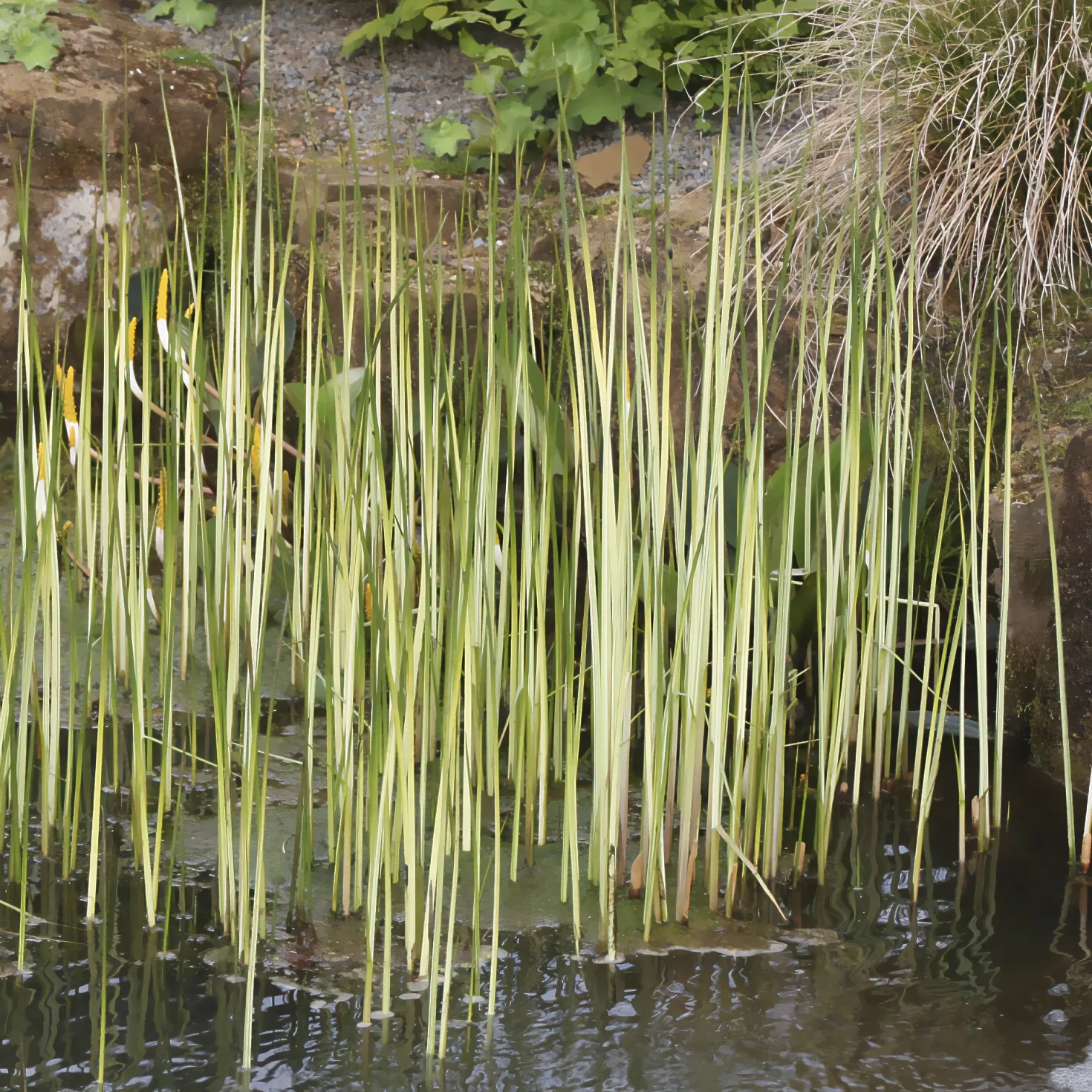 Chaisier-Binse Albescens - Klare Streifen am Teichrand