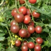 Cherrytomate ‘Black Cherry’ Pflanzen (x3) - Süße Ernte den ganzen Sommer