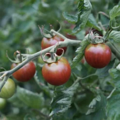 Cherrytomate ‘Chocolate Cherry’ - Süß wie Schokolade