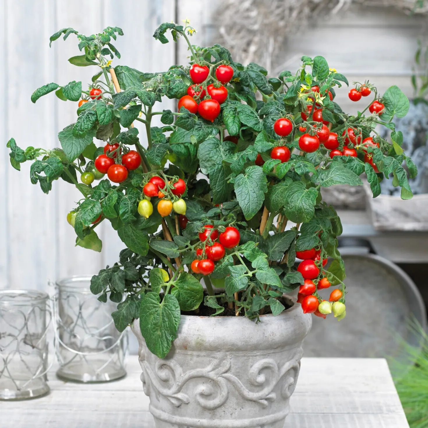Cherrytomate ‘Heartbreaker Vita’ F1 - Herzchen-Tomaten zum Naschen