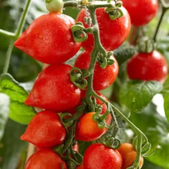 Cherrytomate ‘Heartbreaker Vita’ F1 - Herzchen-Tomaten zum Naschen