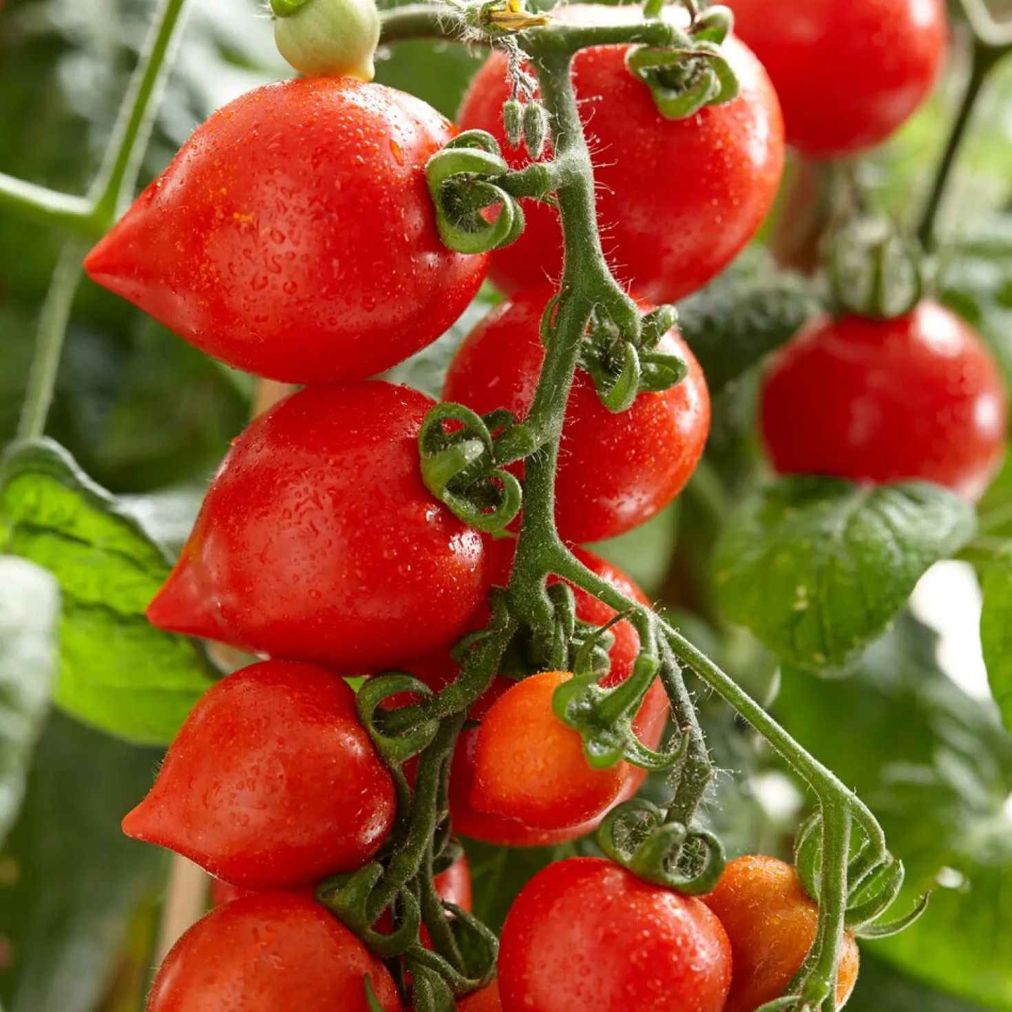 Cherrytomate ‘Heartbreaker Vita’ F1 - Herzchen-Tomaten zum Naschen