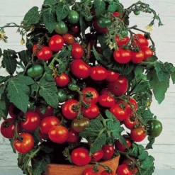 Cherrytomate ‘Minibel’ - Süße Tomaten vom Fensterbrett