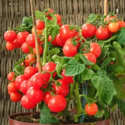 Cherrytomate ‘Minibel’ - Süße Tomaten vom Fensterbrett