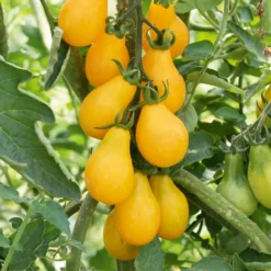 Cherrytomate ‘Yellow Pear’ Pflanzen (x3) - Süße gelbe Ernte ohne Aufwand