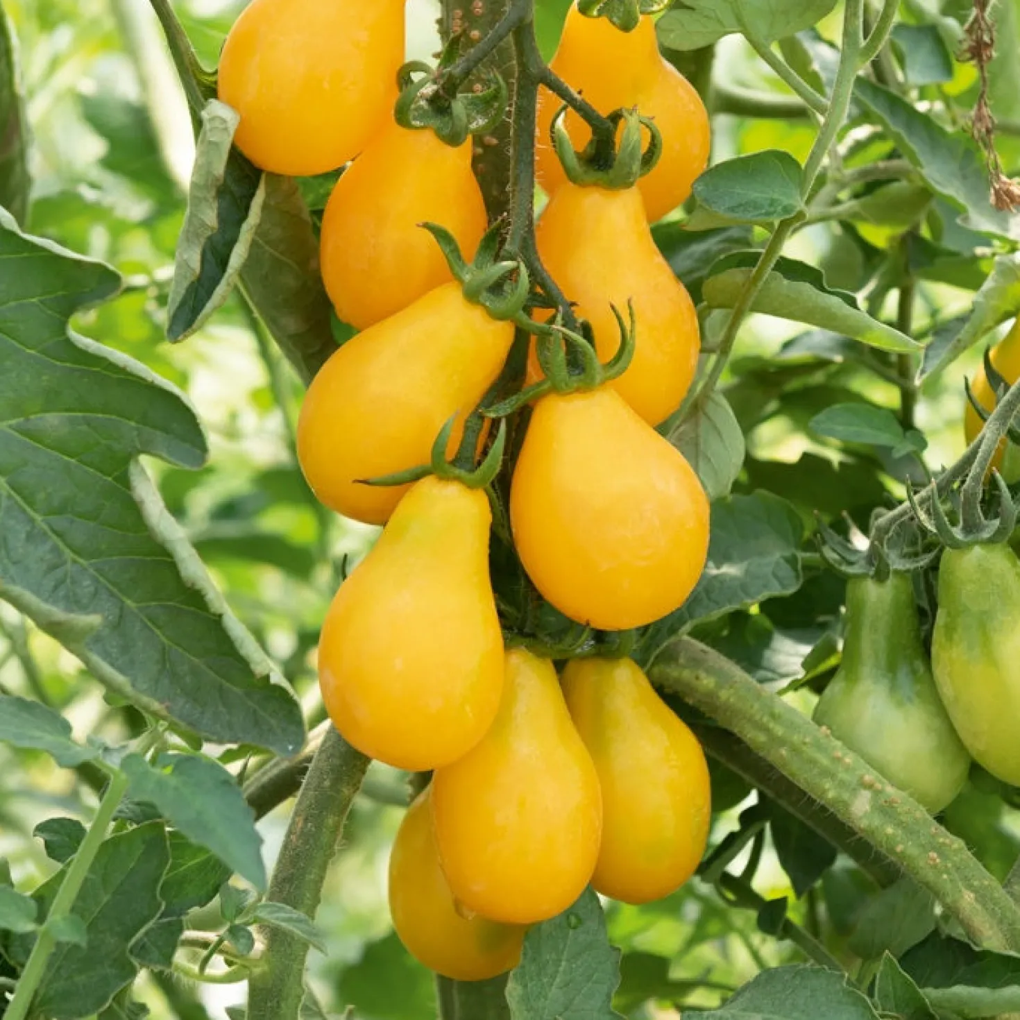 Cherrytomate ‘Yellow Pear’ Pflanzen (x3) - Süße gelbe Ernte ohne Aufwand