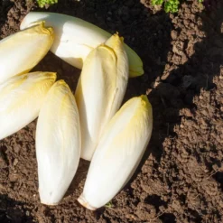 Chicorée ‘Witloof Normale’ - Knackige Ernte im Winter