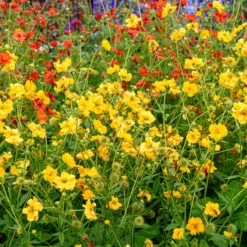 Chilenische Nelkenwurz Lady Stratheden - Sonnengelb den ganzen Sommer