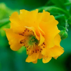 Chilenische Nelkenwurz Lady Stratheden - Sonnengelb den ganzen Sommer