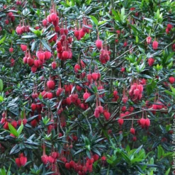Chilenischer Lanternenbaum - Rote Laternen im Schatten