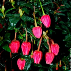 Chilenischer Lanternenbaum - Rote Laternen im Schatten