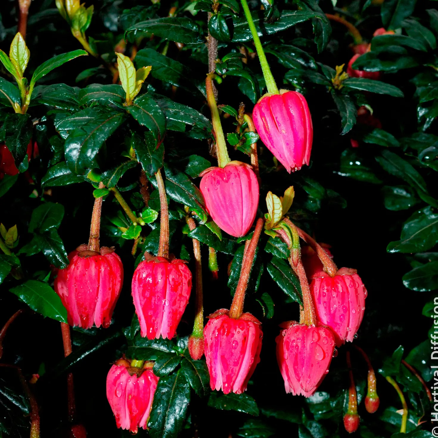 Chilenischer Lanternenbaum - Rote Laternen im Schatten