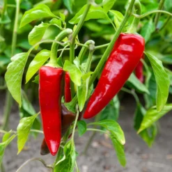 Chili ‘Gorria’ (Piment d’Espelette) - Milde Schärfe direkt geerntet