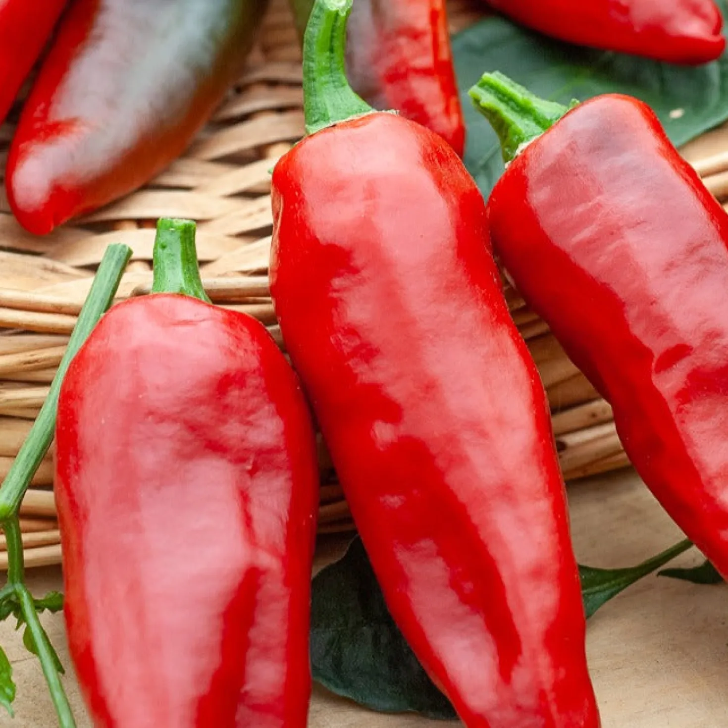 Chili ‘Gorria’ (Piment d’Espelette) - Milde Schärfe direkt geerntet