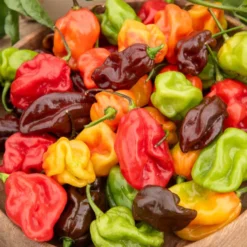 Chili ‘Habanero’ - Feurige Ernte vom Fensterbrett