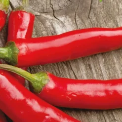 Chili ‘Westlandse Lange Rode’ Bio - Rote Schoten aus dem Garten