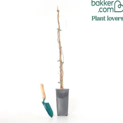 Chinabeere - Fünf Aromen an einer Ranke