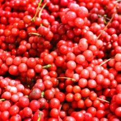 Chinabeere - Fünf Aromen an einer Ranke