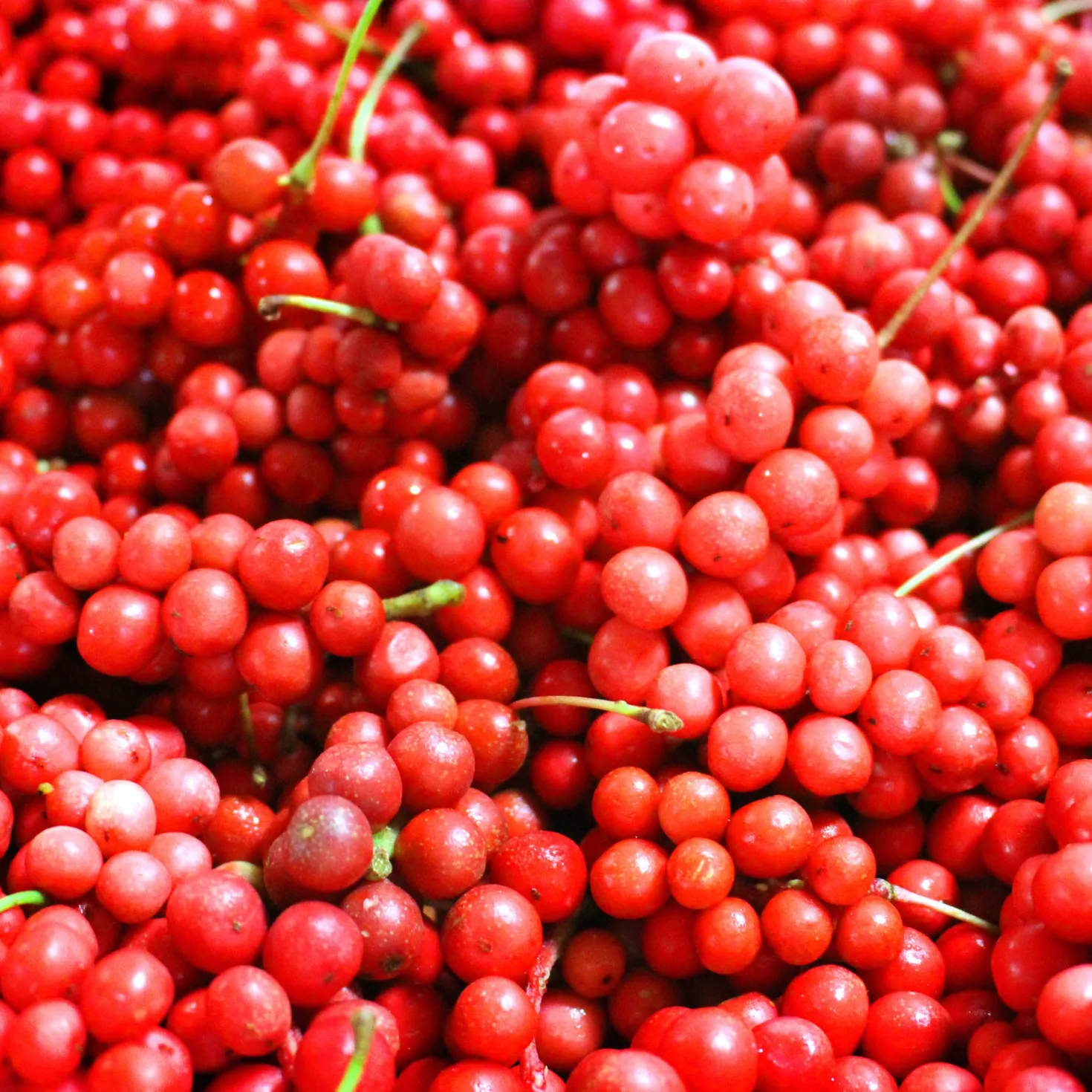Chinabeere - Fünf Aromen an einer Ranke