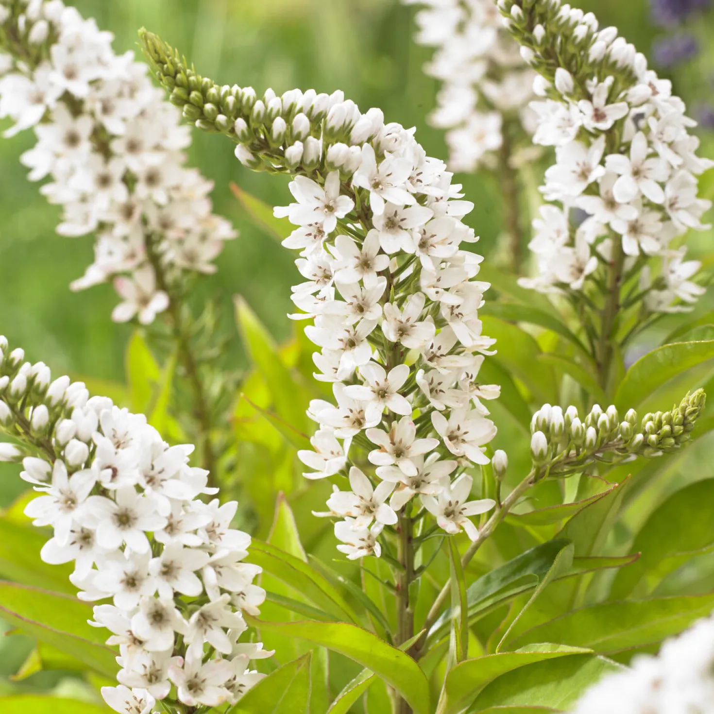 China-Goldfelberich - Weiße Blüten wie kleine Fragezeichen