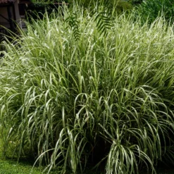 Chinagras Miscanthus 'Variegatus' - Sichtschutz mit Leichtigkeit