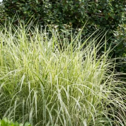 Chinagras Miscanthus 'Variegatus' - Sichtschutz mit Leichtigkeit
