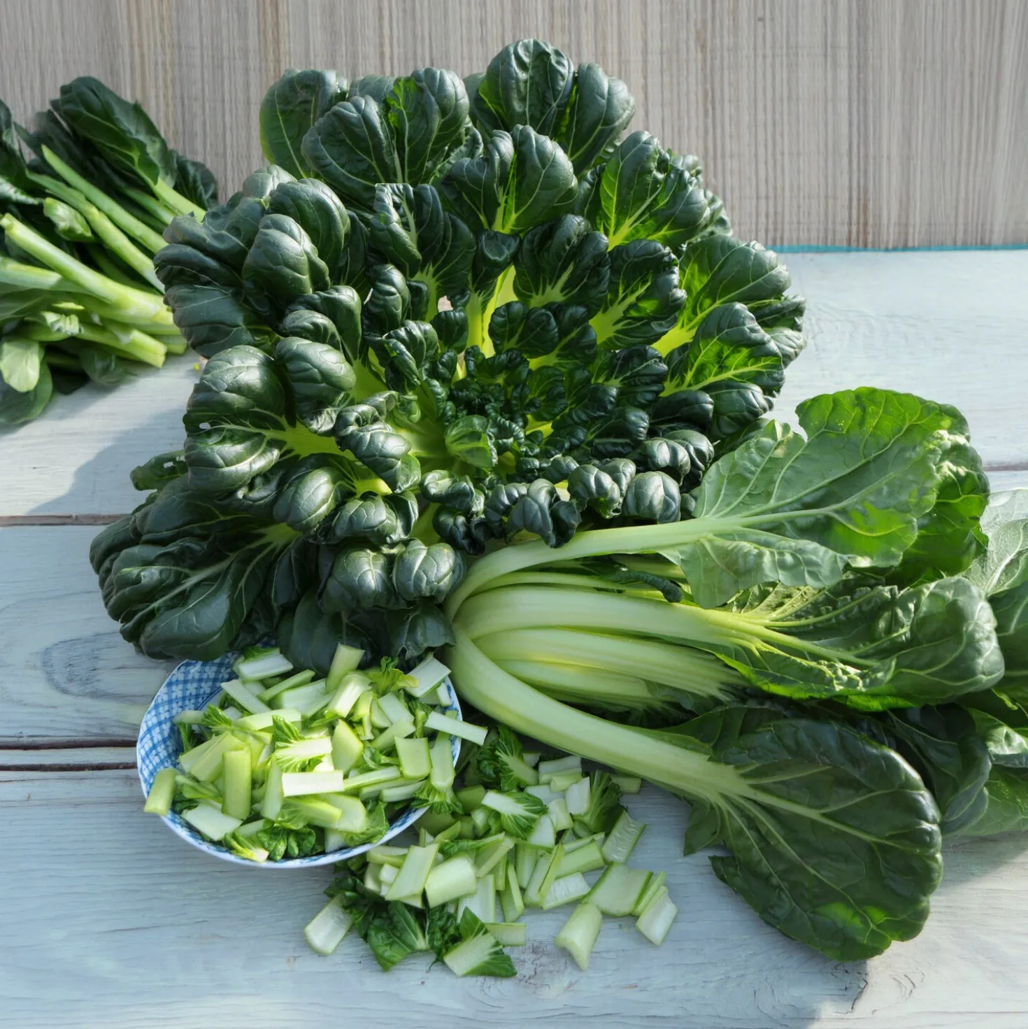 Chinakohl ‘Tatsoi’ Bio - Schnelle Ernte, milder Geschmack