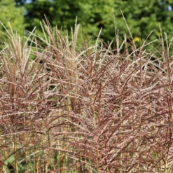 Chinaschilf ‘China’ - Rote Blüten bis 1,60 m