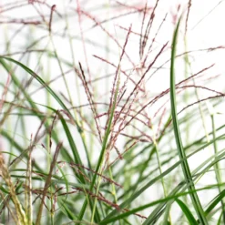 Chinaschilf 'Ferner Osten' - Rote Federn im Herbstlicht