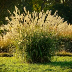 Chinaschilf 'Ghana' - Rote Herbstfarben im Nu