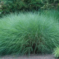 Chinaschilf 'Gracillimus' - Federleichtes Gras, große Wirkung