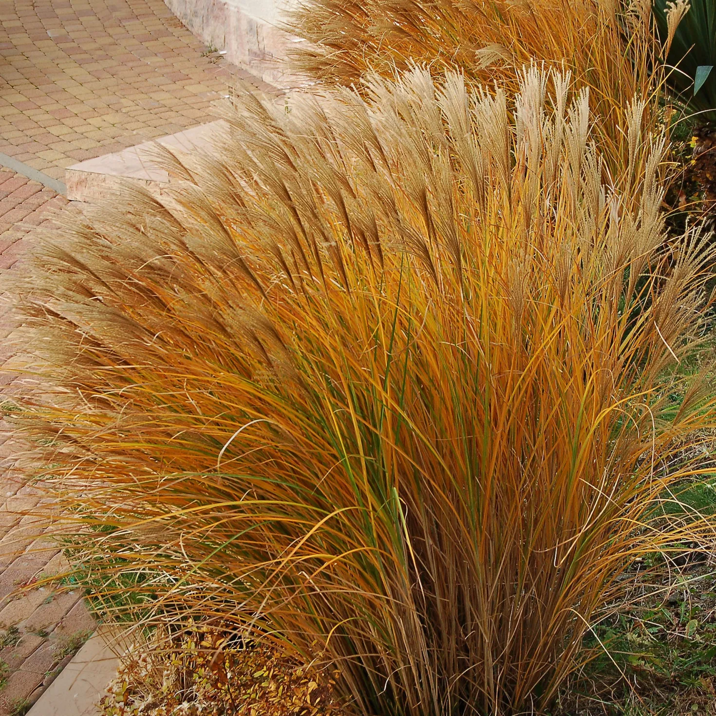 Chinaschilf 'Gracillimus' - Federleichtes Gras, große Wirkung