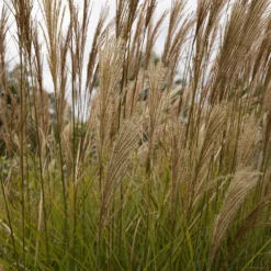 Chinaschilf 'Gracillimus' - Federleichtes Gras, große Wirkung