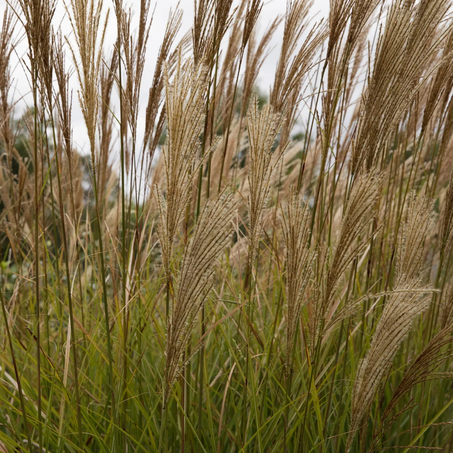 Chinaschilf 'Gracillimus' - Federleichtes Gras, große Wirkung