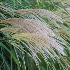 Chinaschilf 'Gracillimus' - Federleichtes Gras, große Wirkung