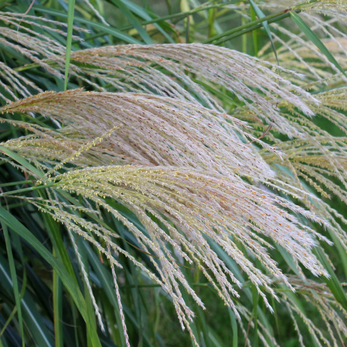 Chinaschilf 'Gracillimus' - Federleichtes Gras, große Wirkung