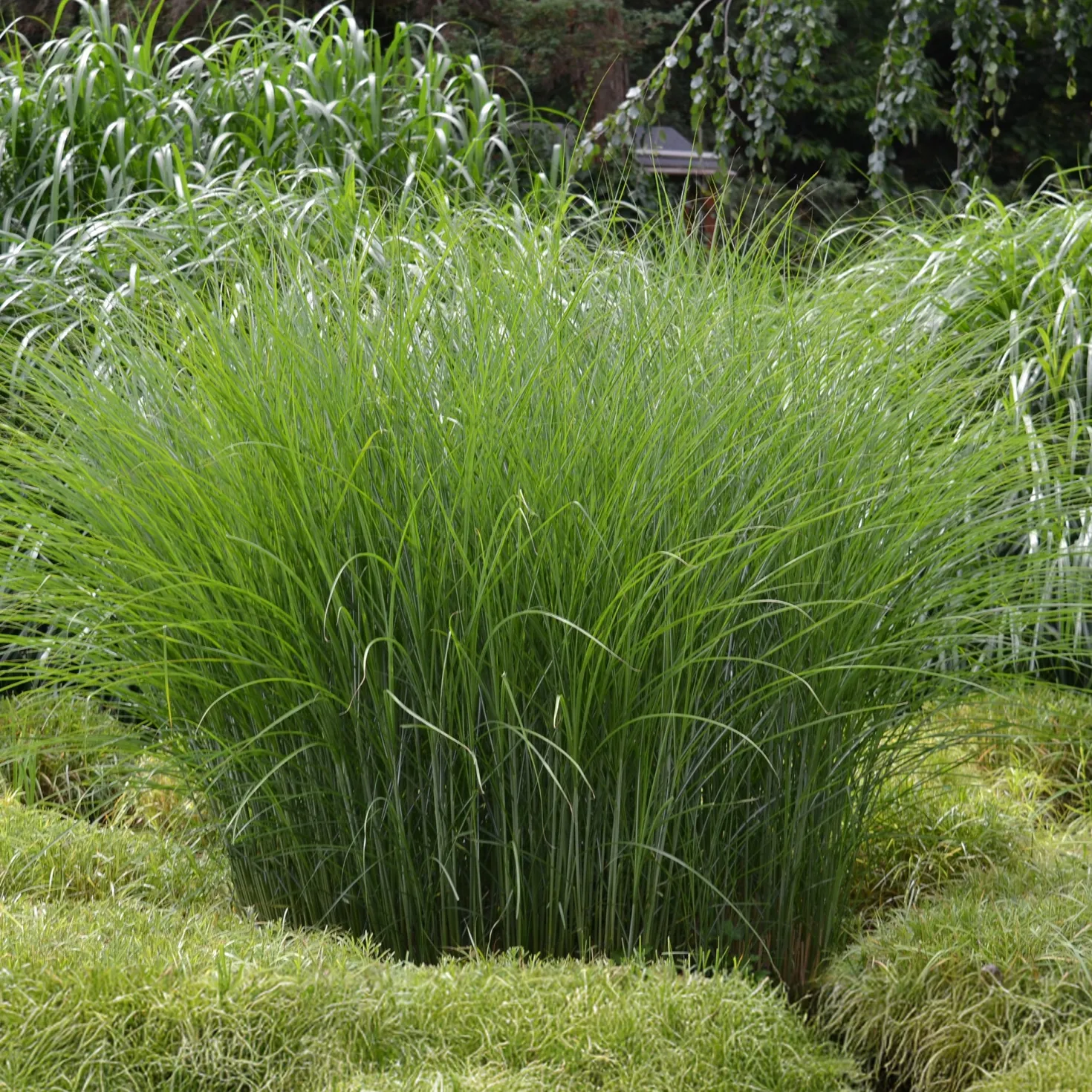 Chinaschilf 'Gracillimus' - Federleichtes Gras, große Wirkung